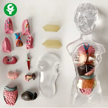 28 см Прозрачный кристалл, модель женского человеческого торса, Собранная медицинская модель, Анатомия тела, Бисексуальная анатомическая наука, развивающие игрушки