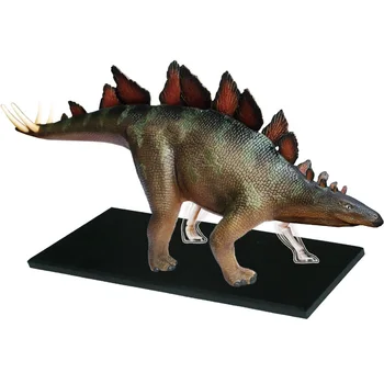 4D Видение Животного Стегозавр (Полный скелет) Анатомическая модель Моделирование Юрского периода Динозавр Коллекция Игрушек Украшение Образование Детей